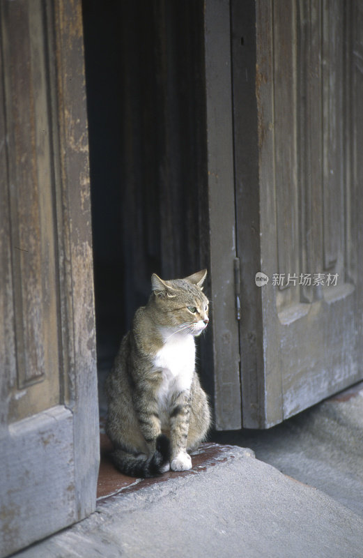 猫在门口村庄的房子阿玛帕拉Isla Del Tigre洪都拉斯